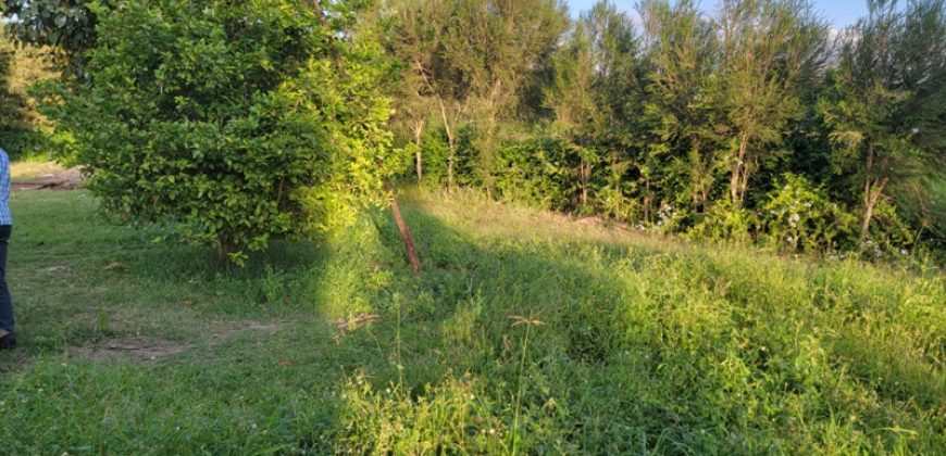 1/4 acre plots 600M from Tarmac