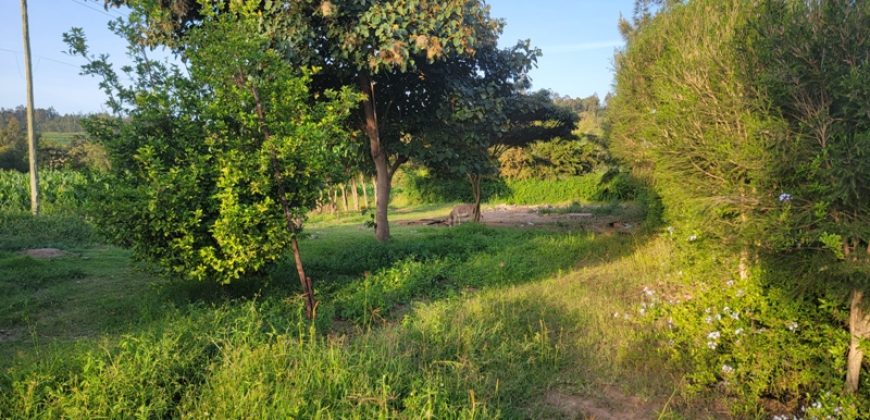 1/4 acre plots 600M from Tarmac