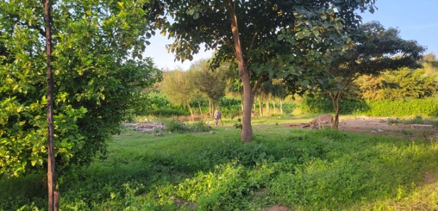 1/4 acre plots 600M from Tarmac