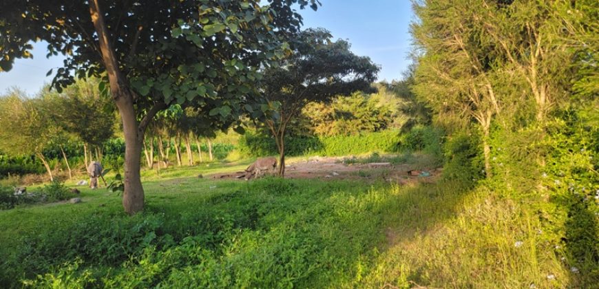 1/4 acre plots 600M from Tarmac