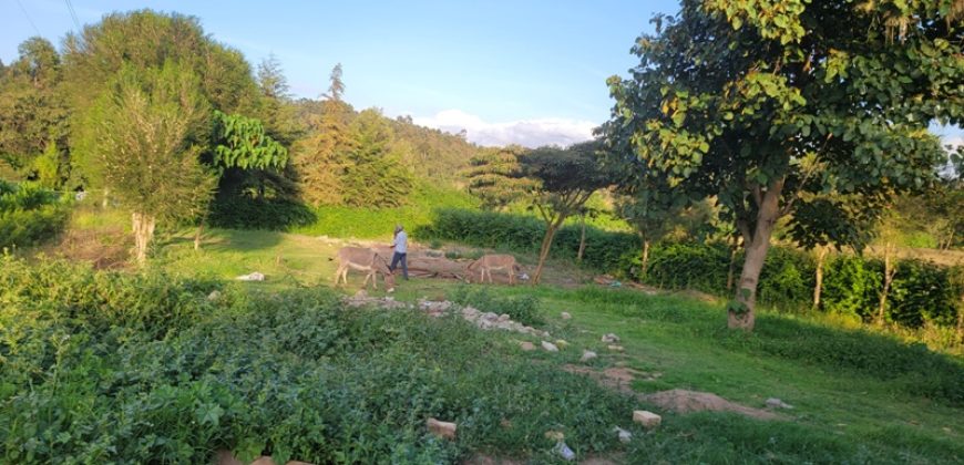 1/4 acre plots 600M from Tarmac