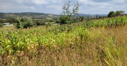0.25 acres Along Koinange Road Kamangu-Kikuyu