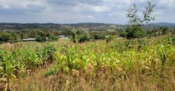 0.25 acres Along Koinange Road Kamangu-Kikuyu