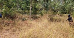 Awesome 1/4 Plot With Amazing Serenity
