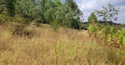 Awesome 1/4 Plot With Amazing Serenity
