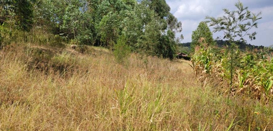 Awesome 1/4 Plot With Amazing Serenity