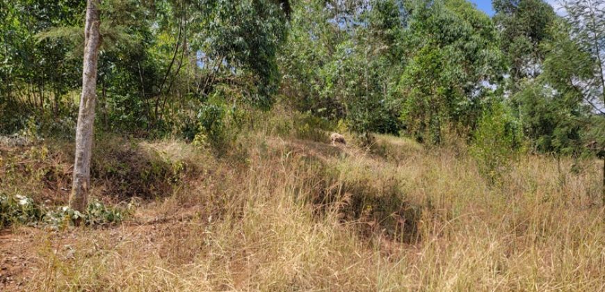 Awesome 1/4 Plot With Amazing Serenity