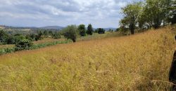 Awesome 1/4 Plot With Amazing Serenity