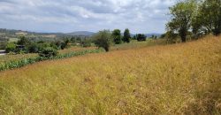 Awesome 1/4 Plot With Amazing Serenity