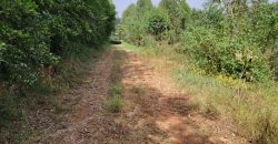 Awesome 1/4 Plot With Amazing Serenity