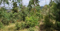 Awesome 1/4 Plot With Amazing Serenity