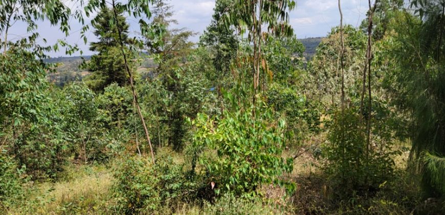 Awesome 1/4 Plot With Amazing Serenity