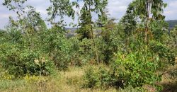 Awesome 1/4 Plot With Amazing Serenity