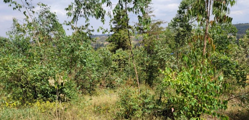 Awesome 1/4 Plot With Amazing Serenity
