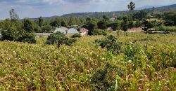 Serene 1/4 Acre Plot With Amazing Views