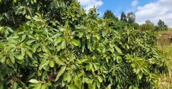 Serene 1/4 Acre Plot With Amazing Views