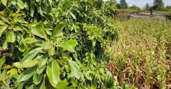 Serene 1/4 Acre Plot With Amazing Views