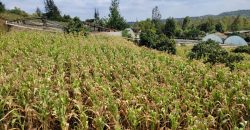Serene 1/4 Acre Plot With Amazing Views