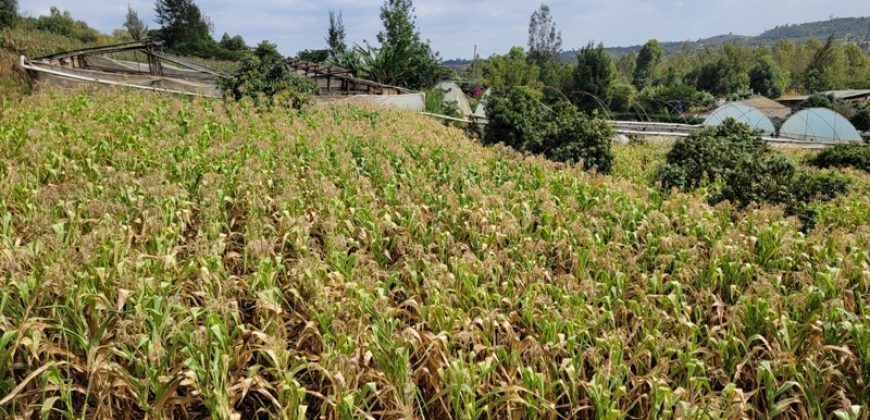 Serene 1/4 Acre Plot With Amazing Views
