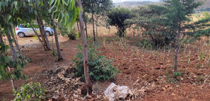 Prime 1/8th Acre Plots Ready For Development
