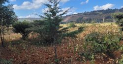 Prime 1/8th Acre Plots Ready For Development