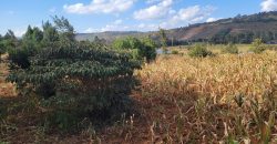 Prime 1/8th Acre Plots Ready For Development