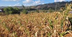 Prime 1/8th Acre Plots Ready For Development