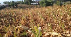 Prime 1/8th Acre Plots Ready For Development