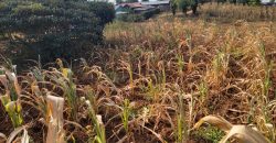 Prime 1/8th Acre Plots Ready For Development