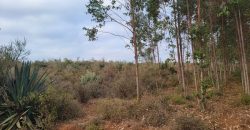 5 acres In Thigio Kamangu