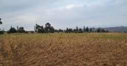 5 acres In Thigio Kamangu Touching Tarmac