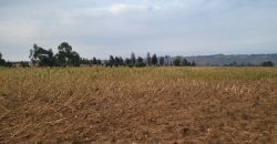 5 acres In Thigio Kamangu Touching Tarmac
