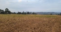 5 acres In Thigio Kamangu Touching Tarmac