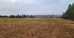 5 acres In Thigio Kamangu Touching Tarmac