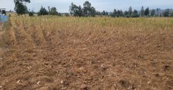 5 acres In Thigio Kamangu Touching Tarmac