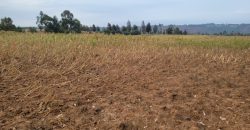 5 acres In Thigio Kamangu Touching Tarmac