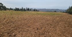 5 acres In Thigio Kamangu Touching Tarmac