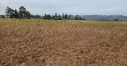5 acres In Thigio Kamangu Touching Tarmac