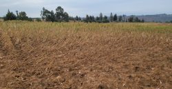 5 acres In Thigio Kamangu Touching Tarmac