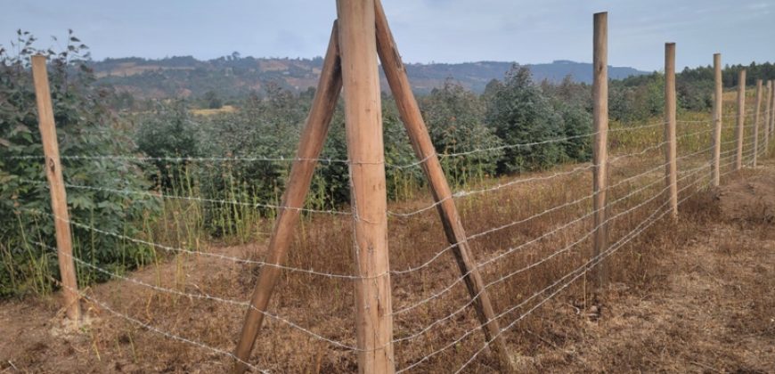 5 acres In Thigio Kamangu (Fenced)