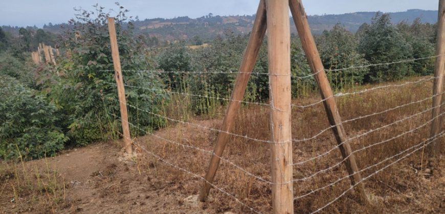 5 acres In Thigio Kamangu (Fenced)