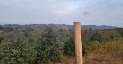 5 acres In Thigio Kamangu (Fenced)