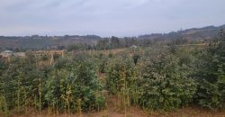 5 acres In Thigio Kamangu (Fenced)