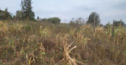 Serene Living Awaits! 0.125 Acres in Thigio Kamangu – Only 83 Meters from Tarmac!