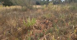 Serene Living Awaits! 0.125 Acres in Thigio Kamangu – Only 83 Meters from Tarmac!