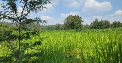 1/8 acre Residential Plot Gitutha (400 M From Tarmac)