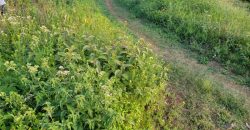 1/4 Of An Acre Fronting Tarmac In Kikuyu