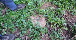 1/4 Acre Plot in Kikuyu, Fronting Tarmac