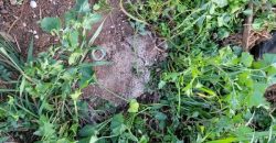1/4 Acre Plot in Kikuyu, Fronting Tarmac