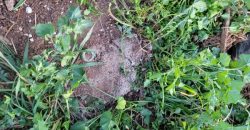1/4 Acre Plot in Kikuyu, Fronting Tarmac